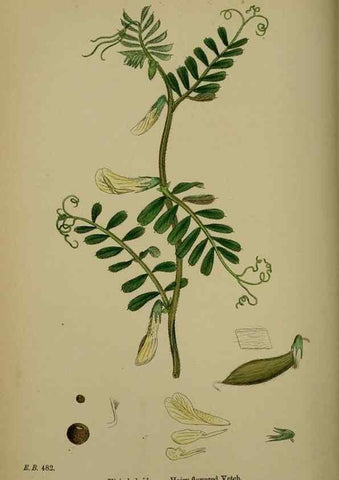 Reproducción/Reproduction 48716926693: English botany, or, Coloured figures of British plants /. London :R. Hardwicke,1863-1886.. 