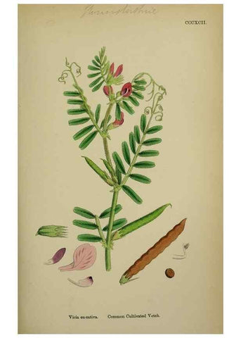 Reproducción/Reproduction 48717433847: English botany, or, Coloured figures of British plants /. London :R. Hardwicke,1863-1886.. 