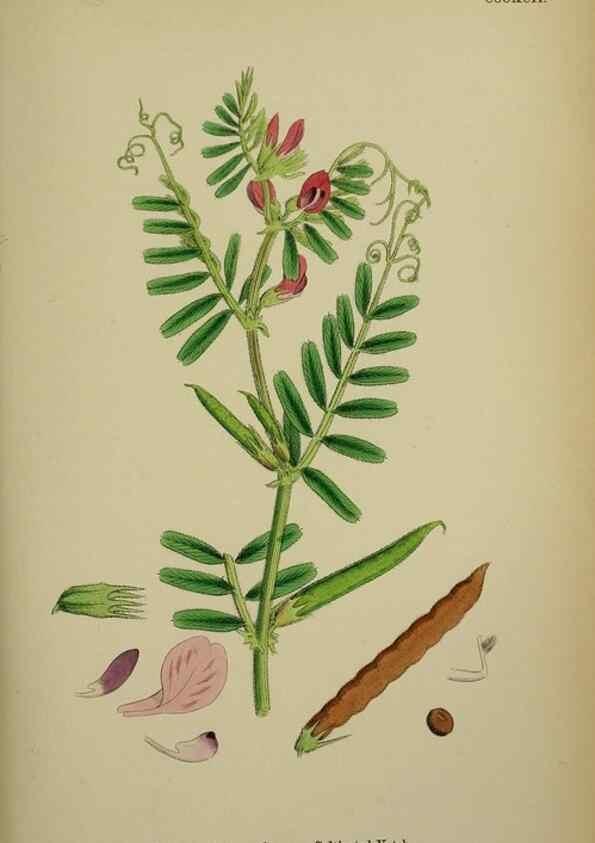 Reproducción/Reproduction 48717433847: English botany, or, Coloured figures of British plants /. London :R. Hardwicke,1863-1886.. 