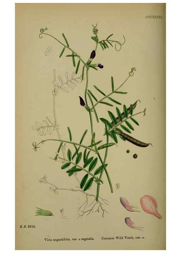 Reproducción/Reproduction 48717264501: English botany, or, Coloured figures of British plants /. London :R. Hardwicke,1863-1886.. 