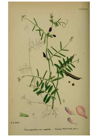 Reproducción/Reproduction 48717264501: English botany, or, Coloured figures of British plants /. London :R. Hardwicke,1863-1886.. 
