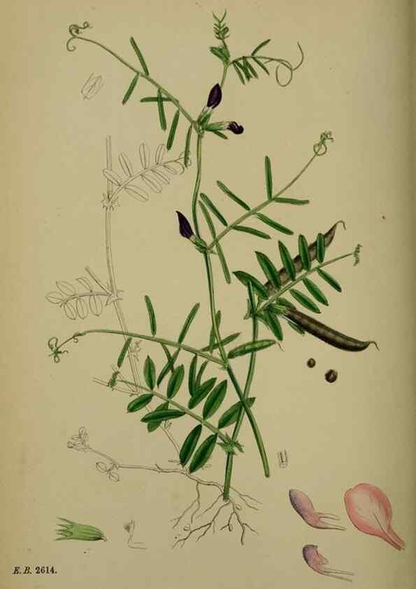 Reproducción/Reproduction 48717264501: English botany, or, Coloured figures of British plants /. London :R. Hardwicke,1863-1886.. 