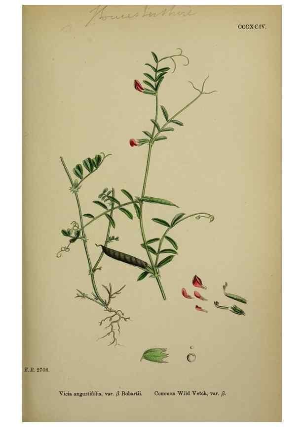 Reproducción/Reproduction 48717264736: English botany, or, Coloured figures of British plants /. London :R. Hardwicke,1863-1886.. 