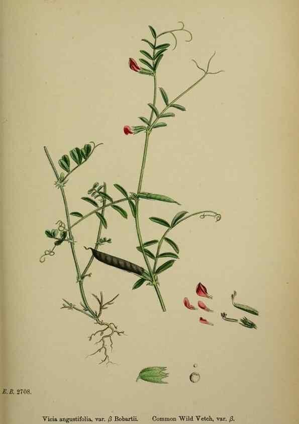 Reproducción/Reproduction 48717264736: English botany, or, Coloured figures of British plants /. London :R. Hardwicke,1863-1886.. 