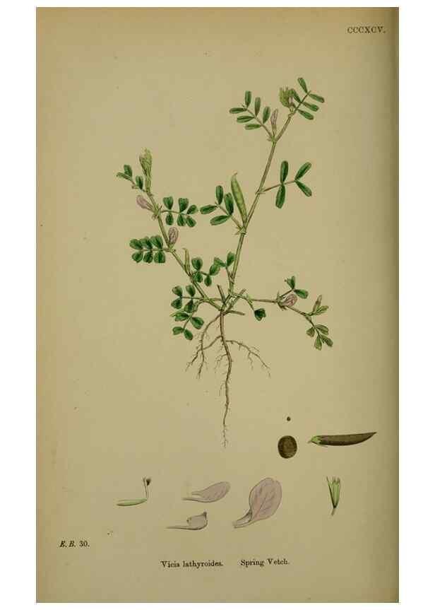Reproducción/Reproduction 48716927968: English botany, or, Coloured figures of British plants /. London :R. Hardwicke,1863-1886.. 