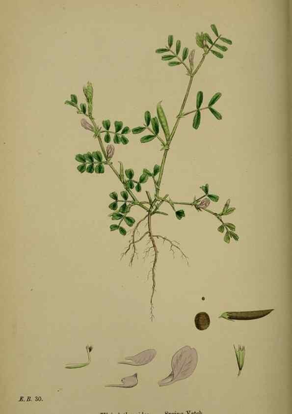 Reproducción/Reproduction 48716927968: English botany, or, Coloured figures of British plants /. London :R. Hardwicke,1863-1886.. 