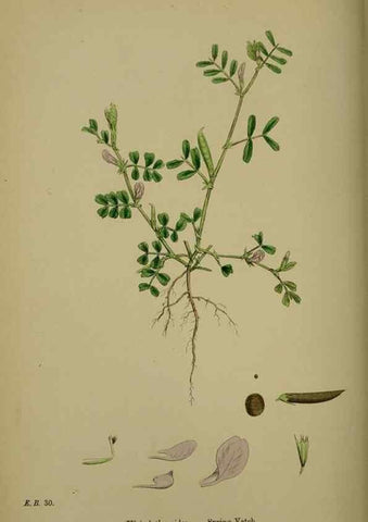 Reproducción/Reproduction 48716927968: English botany, or, Coloured figures of British plants /. London :R. Hardwicke,1863-1886.. 