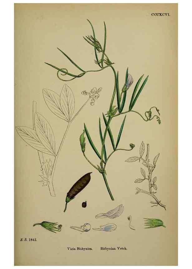 Reproducción/Reproduction 48716928198: English botany, or, Coloured figures of British plants /. London :R. Hardwicke,1863-1886.. 