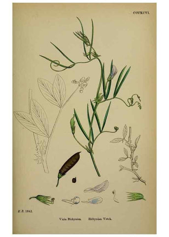 Reproducción/Reproduction 48716928198: English botany, or, Coloured figures of British plants /. London :R. Hardwicke,1863-1886.. 