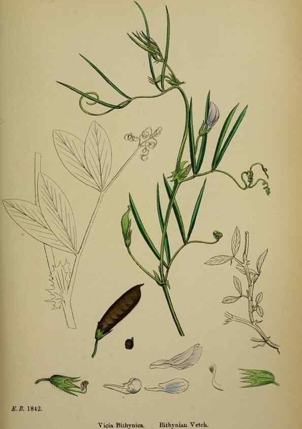 Reproducción/Reproduction 48716928198: English botany, or, Coloured figures of British plants /. London :R. Hardwicke,1863-1886.. 