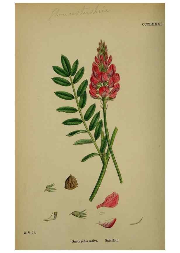 Reproducción/Reproduction 48716923598: English botany, or, Coloured figures of British plants /. London :R. Hardwicke,1863-1886.. 