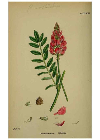 Reproducción/Reproduction 48716923598: English botany, or, Coloured figures of British plants /. London :R. Hardwicke,1863-1886.. 