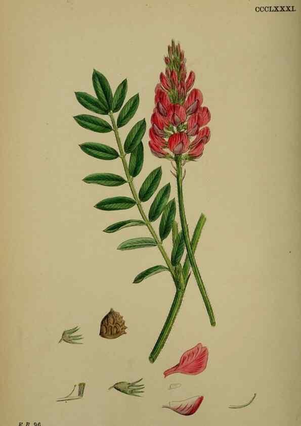 Reproducción/Reproduction 48716923598: English botany, or, Coloured figures of British plants /. London :R. Hardwicke,1863-1886.. 