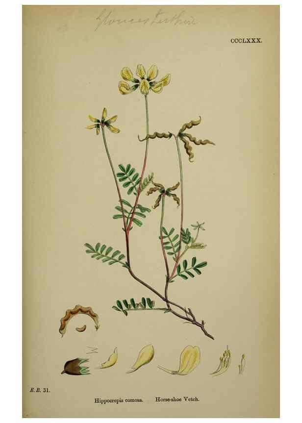 Reproducción/Reproduction 48717430037: English botany, or, Coloured figures of British plants /. London :R. Hardwicke,1863-1886.. 