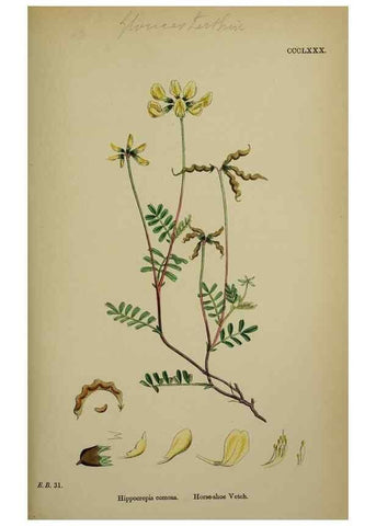 Reproducción/Reproduction 48717430037: English botany, or, Coloured figures of British plants /. London :R. Hardwicke,1863-1886.. 