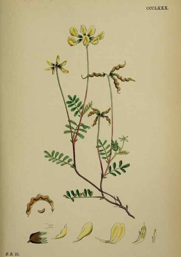Reproducción/Reproduction 48717430037: English botany, or, Coloured figures of British plants /. London :R. Hardwicke,1863-1886.. 