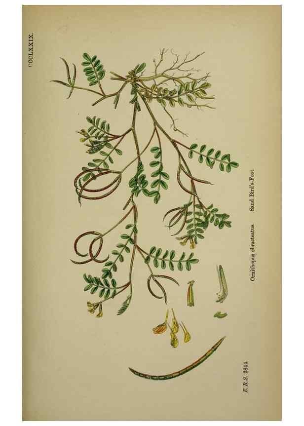 Reproducción/Reproduction 48716922908: English botany, or, Coloured figures of British plants /. London :R. Hardwicke,1863-1886.. 