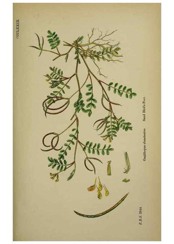 Reproducción/Reproduction 48716922908: English botany, or, Coloured figures of British plants /. London :R. Hardwicke,1863-1886.. 