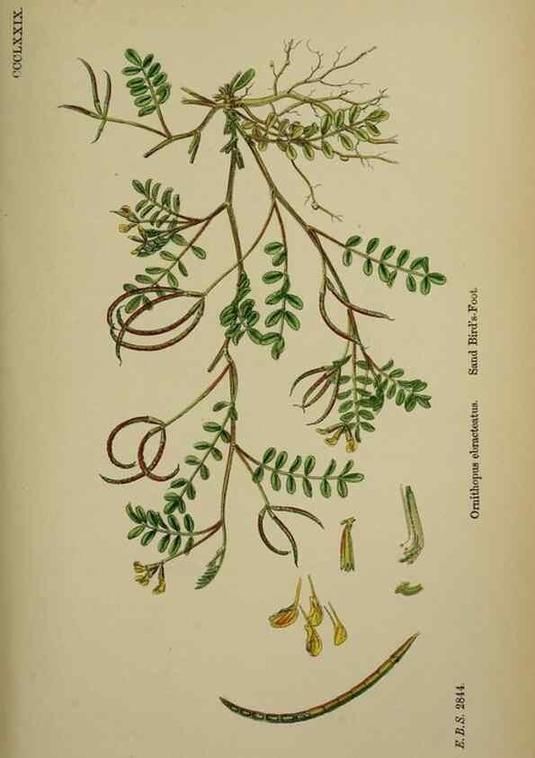 Reproducción/Reproduction 48716922908: English botany, or, Coloured figures of British plants /. London :R. Hardwicke,1863-1886.. 