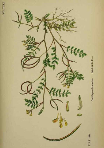 Reproducción/Reproduction 48716922908: English botany, or, Coloured figures of British plants /. London :R. Hardwicke,1863-1886.. 