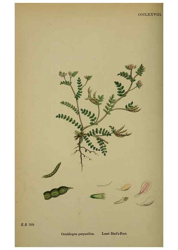 Reproducción/Reproduction 48716922613: English botany, or, Coloured figures of British plants /. London :R. Hardwicke,1863-1886.. 