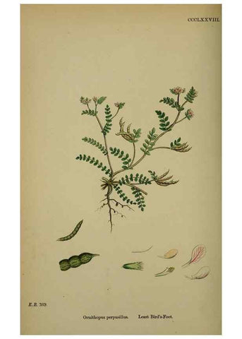 Reproducción/Reproduction 48716922613: English botany, or, Coloured figures of British plants /. London :R. Hardwicke,1863-1886.. 