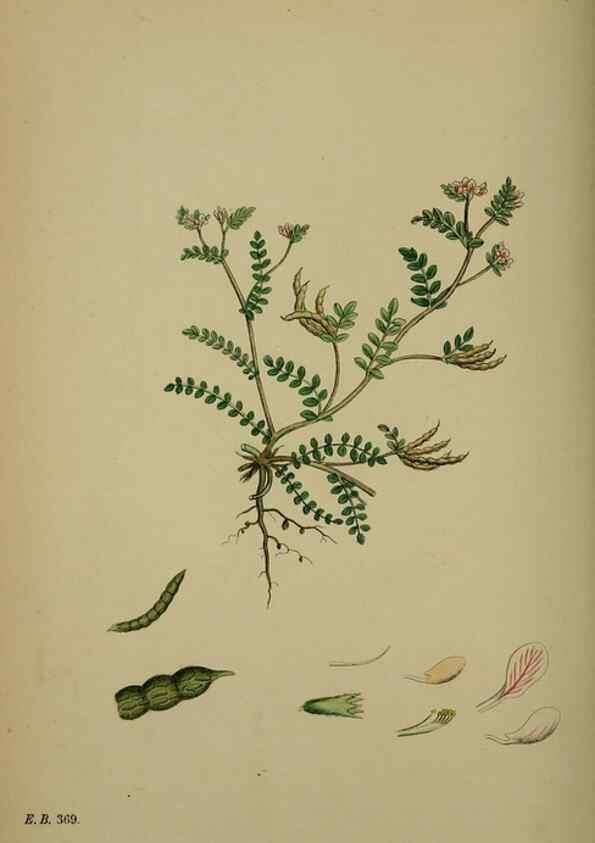 Reproducción/Reproduction 48716922613: English botany, or, Coloured figures of British plants /. London :R. Hardwicke,1863-1886.. 