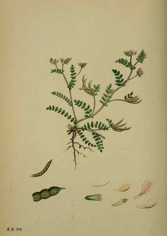 Reproducción/Reproduction 48716922613: English botany, or, Coloured figures of British plants /. London :R. Hardwicke,1863-1886.. 
