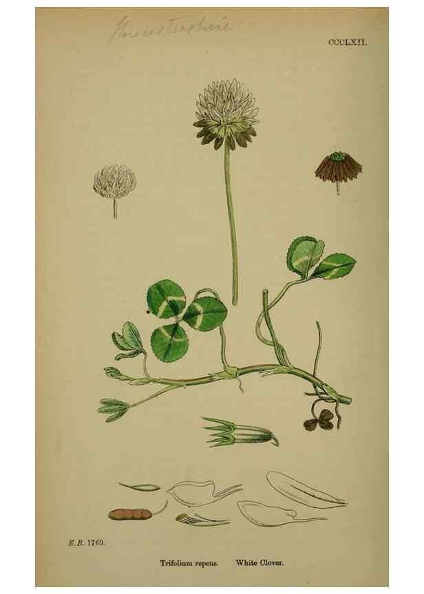 Reproducción/Reproduction 48717424432: English botany, or, Coloured figures of British plants /. London :R. Hardwicke,1863-1886.. 