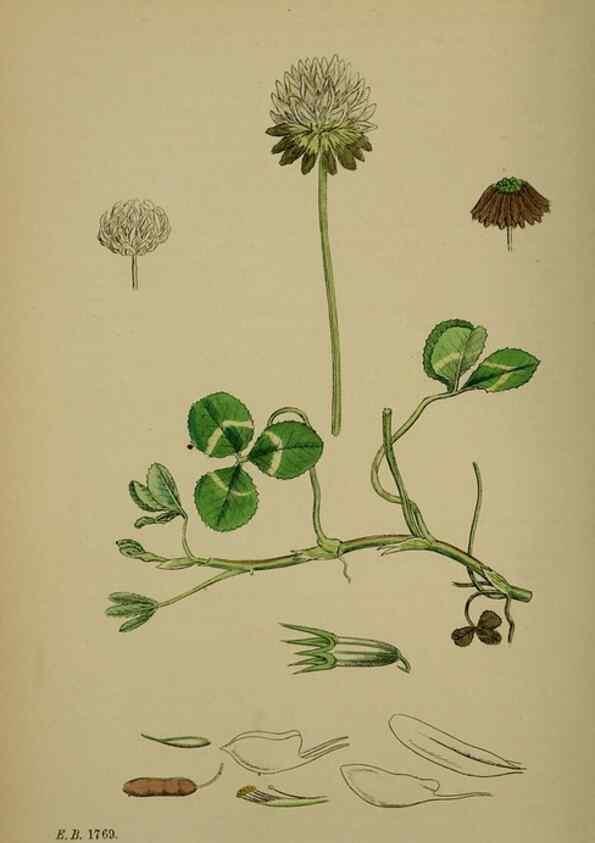 Reproducción/Reproduction 48717424432: English botany, or, Coloured figures of British plants /. London :R. Hardwicke,1863-1886.. 