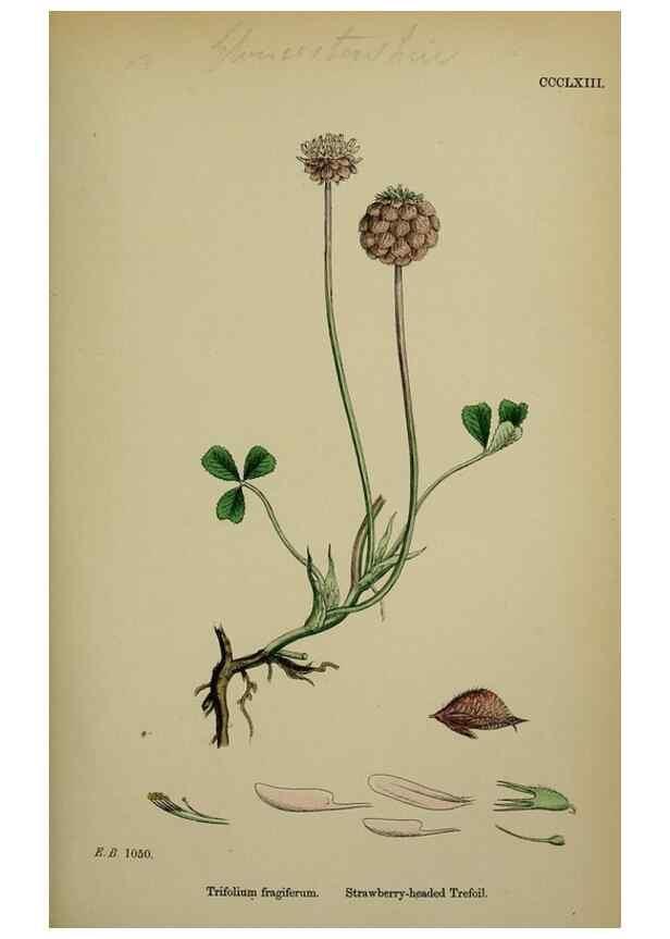 Reproducción/Reproduction 48717254906: English botany, or, Coloured figures of British plants /. London :R. Hardwicke,1863-1886.. 