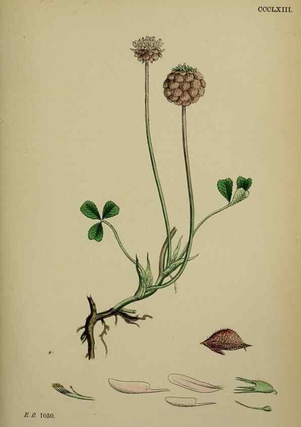 Reproducción/Reproduction 48717254906: English botany, or, Coloured figures of British plants /. London :R. Hardwicke,1863-1886.. 