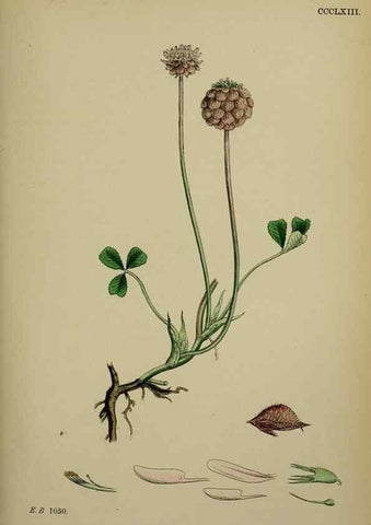 Reproducción/Reproduction 48717254906: English botany, or, Coloured figures of British plants /. London :R. Hardwicke,1863-1886.. 