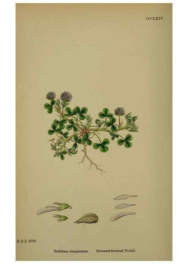 Reproducción/Reproduction 48717255306: English botany, or, Coloured figures of British plants /. London :R. Hardwicke,1863-1886.. 