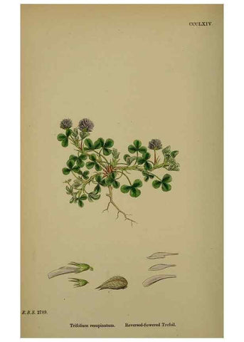 Reproducción/Reproduction 48717255306: English botany, or, Coloured figures of British plants /. London :R. Hardwicke,1863-1886.. 