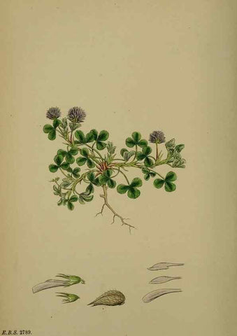 Reproducción/Reproduction 48717255306: English botany, or, Coloured figures of British plants /. London :R. Hardwicke,1863-1886.. 