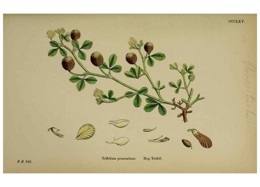 Reproducción/Reproduction 48717255536: English botany, or, Coloured figures of British plants /. London :R. Hardwicke,1863-1886.. 