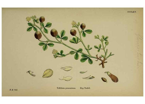 Reproducción/Reproduction 48717255536: English botany, or, Coloured figures of British plants /. London :R. Hardwicke,1863-1886.. 