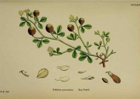 Reproducción/Reproduction 48717255536: English botany, or, Coloured figures of British plants /. London :R. Hardwicke,1863-1886.. 