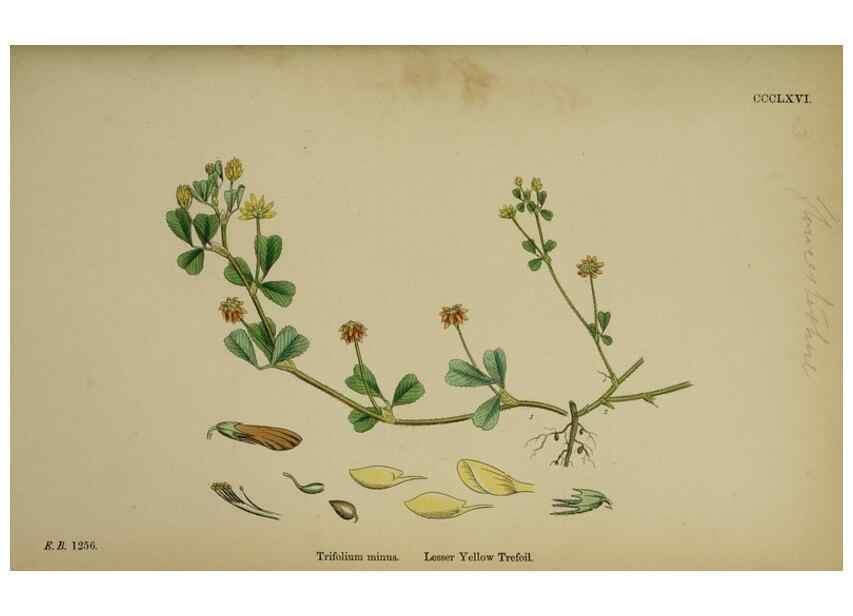 Reproducción/Reproduction 48717255821: English botany, or, Coloured figures of British plants /. London :R. Hardwicke,1863-1886.. 
