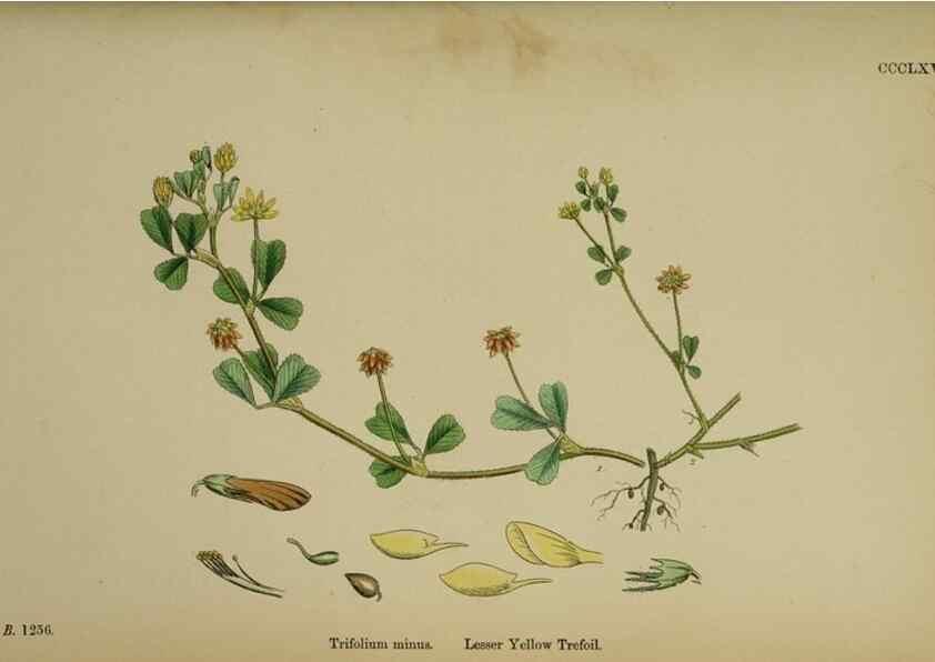 Reproducción/Reproduction 48717255821: English botany, or, Coloured figures of British plants /. London :R. Hardwicke,1863-1886.. 