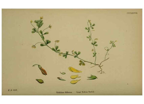 Reproducción/Reproduction 48717256221: English botany, or, Coloured figures of British plants /. London :R. Hardwicke,1863-1886.. 