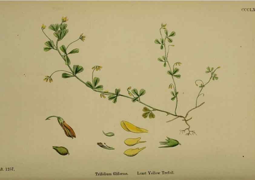 Reproducción/Reproduction 48717256221: English botany, or, Coloured figures of British plants /. London :R. Hardwicke,1863-1886.. 