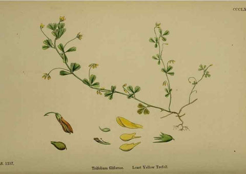 Reproducción/Reproduction 48717256221: English botany, or, Coloured figures of British plants /. London :R. Hardwicke,1863-1886.. 
