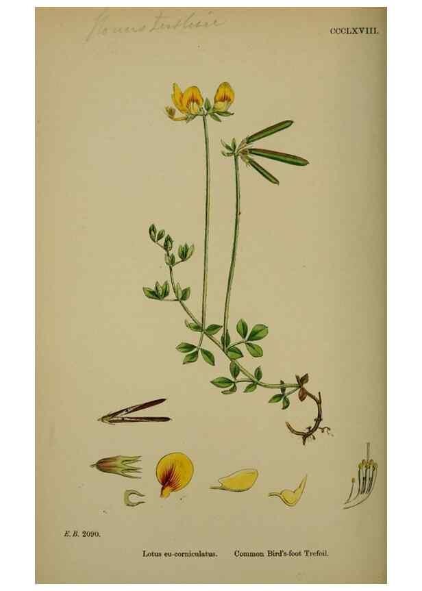 Reproducción/Reproduction 48717256516: English botany, or, Coloured figures of British plants /. London :R. Hardwicke,1863-1886.. 