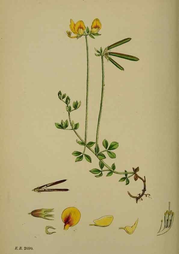 Reproducción/Reproduction 48717256516: English botany, or, Coloured figures of British plants /. London :R. Hardwicke,1863-1886.. 