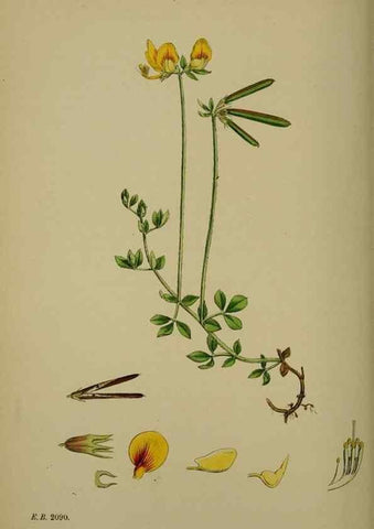 Reproducción/Reproduction 48717256516: English botany, or, Coloured figures of British plants /. London :R. Hardwicke,1863-1886.. 
