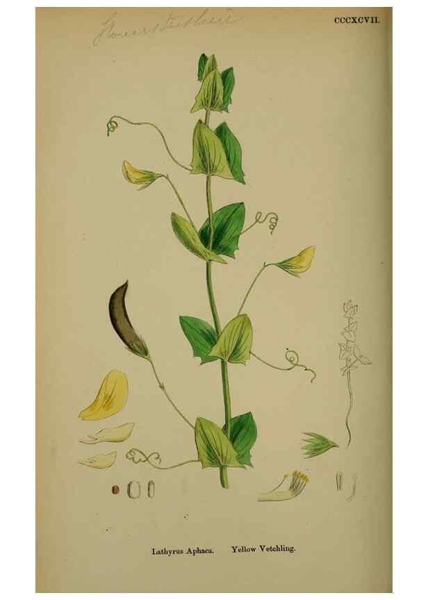 Reproducción/Reproduction 48717435532: English botany, or, Coloured figures of British plants /. London :R. Hardwicke,1863-1886.. 