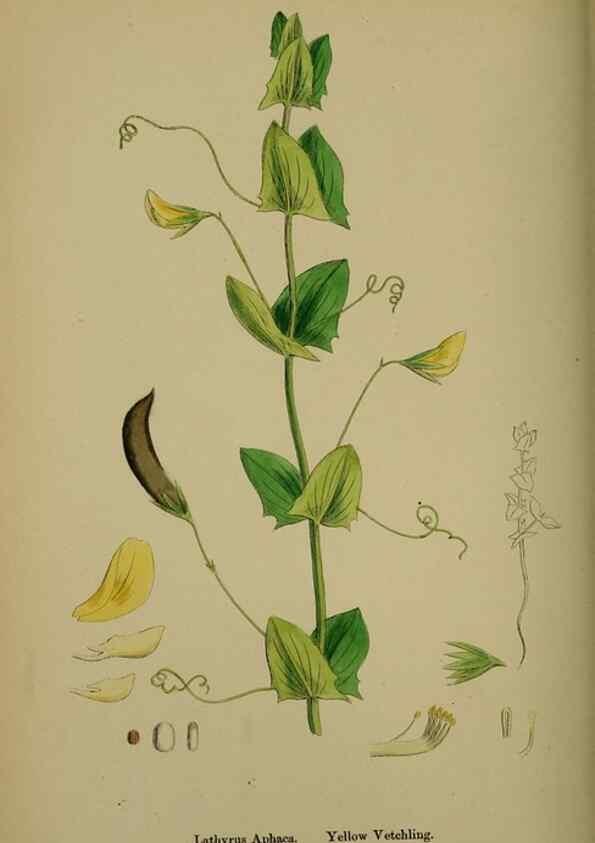 Reproducción/Reproduction 48717435532: English botany, or, Coloured figures of British plants /. London :R. Hardwicke,1863-1886.. 