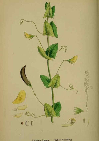 Reproducción/Reproduction 48717435532: English botany, or, Coloured figures of British plants /. London :R. Hardwicke,1863-1886.. 